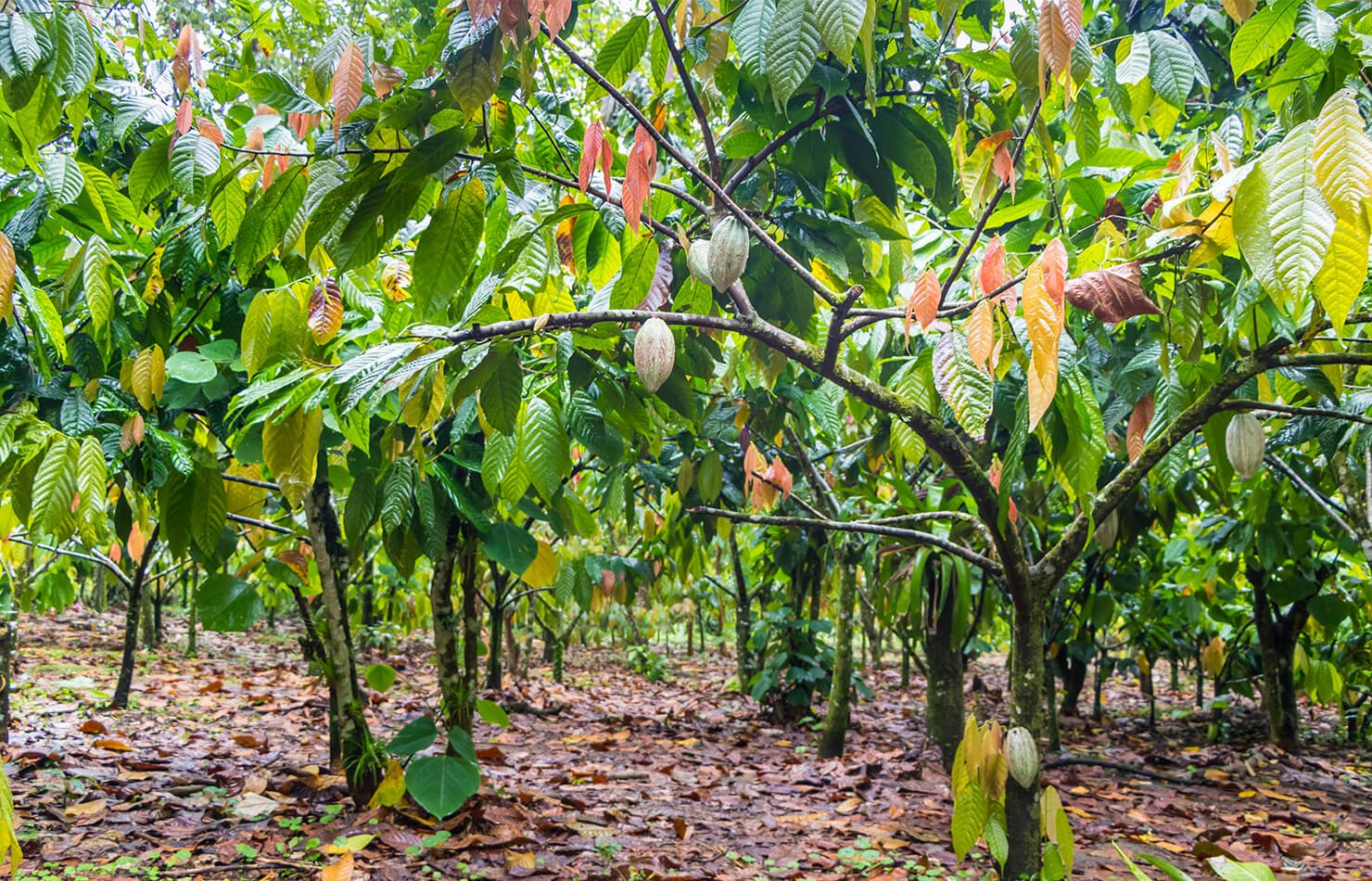 Giới thiệu đặc điểm của cây Cacao 